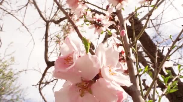 Frühling Schönes Video Von Blühenden Mandelblüten Und Fliegenden Bienen Die — Stockvideo