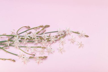 Pastel şeftali rengi, şeftali rengi ve yabani ornithogalum çiçekleri. Bahar Hediye Kartı, Fotoğraf Duvar Kağıdı, Yerleşim, Çerçeve, Model