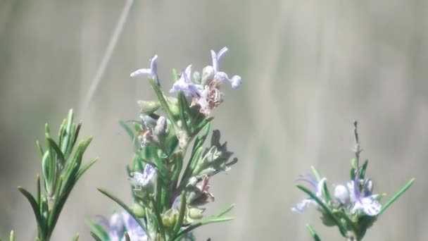 Spring Beautiful Slow Motion Video Blooming Rosemary Bee Flying Flower — Stock Video