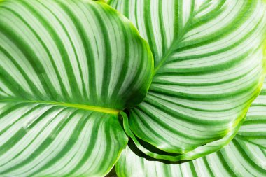 Calathea Orbifolia bitkisinin parlak yapraklarının doğal deseni. Yakın plan beyaz çizgili. Fotoğraf kağıdı. Flora dünyasındaki sıra dışı tasarımların ince güzelliği.