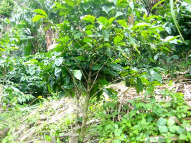 Tarlada yeşil meyvelerle kaplı bir kahve ağacı. Tropik bölgelerde meyve taşıyan bitkiler. Kahve yetişiyor. Tropik bitki