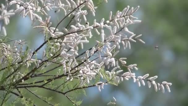 Pszczoły Zapylają Wiosenne Gałęzie Kwitnące Tamarix Africana Catkins Kołyszące Się — Wideo stockowe