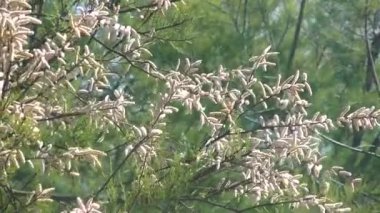 Arılar bahar çiçeklerini döller Tamarix africana catkins rüzgarda savrulurken. Bitki ve böceklerin yaşamında yavaş çekim. Baharın yumuşak dansı