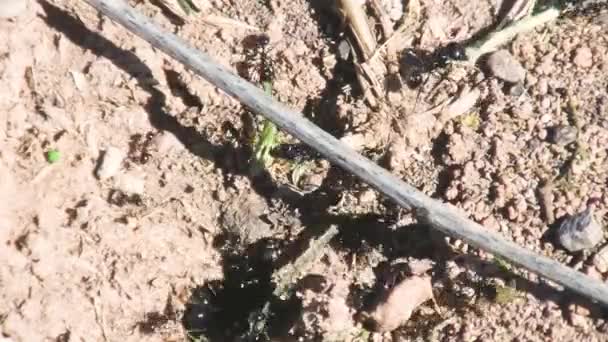 Mrówki Pracują Jako Zespół Niosąc Kije Sadzonki Mrówki Wewnątrz Ziemi — Wideo stockowe