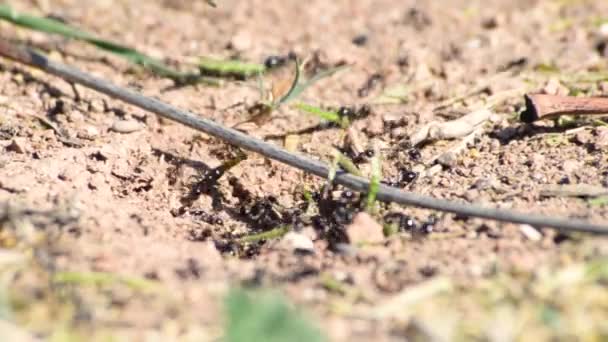 Fascinante Video Hormigas Trabajando Equipo Para Construir Una Casa Llevando — Vídeos de Stock