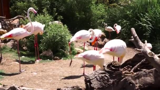 Grupo Flamingos Preen Preen Suas Penas Seu Habitat Natural Entre — Vídeo de Stock