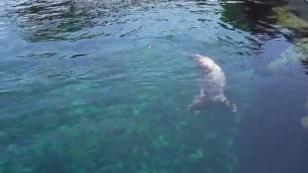 Anjing Laut Berenang Bermain Berputar Dan Menyelam Air Laut Yang — Stok Video