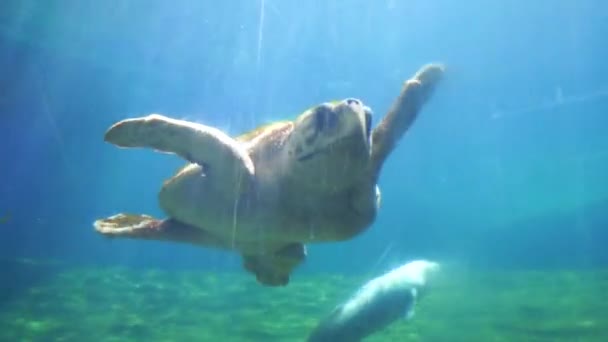 Una Enorme Tortuga Baula Nada Graciosamente Agua Azul Clara Bajo — Vídeos de Stock