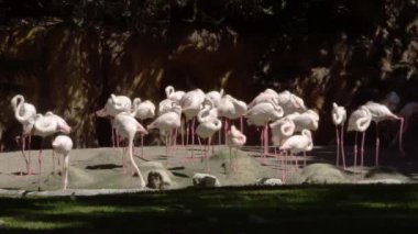 Pembe flamingo grubu tüylerini doğal ortamlarına yayıyorlar. Çok güzel bir video ekran koruyucusu sıcak suda yaşayan romantik kuşlardan oluşan bir ailenin hareketlerinin doğal arka planı. Arkaplan plakası