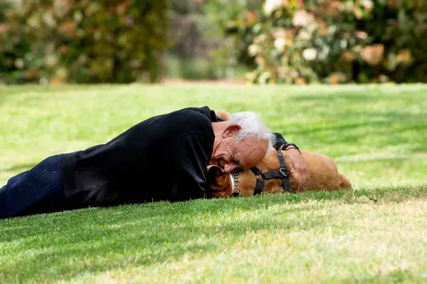 stock image An elderly man lies on the grass and hugs, plays with his dog in the park. A moment of affection, enjoying life in retirement.