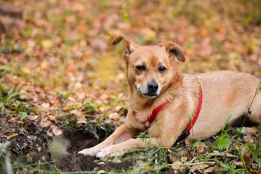 Çimenlerin arka planında, ne yazık ki çimenlerin arka planına bakarak, köpek yürüyüşü