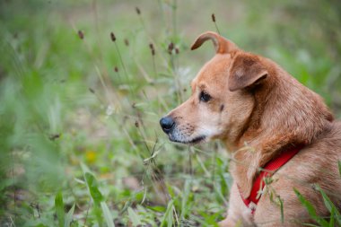 Açık turuncu oyuncak teriyer köpeğinin portresi ne yazık ki uzaklara bakıyor.