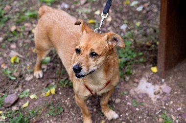 Tasmalı açık turuncu oyuncak teriyeri uzaklara bakar, bir köpeği gezdirir, hayvanlarla ilgilenir, insanlarla hayvanlar arasındaki etkileşime girer.