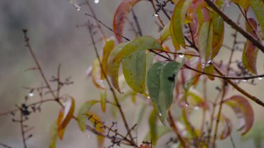 Dallardaki yağmur damlalarında portakal yapraklarının sonbahar arkaplanı, yağmurlu hava, mevsimsel iklim değişikliği.
