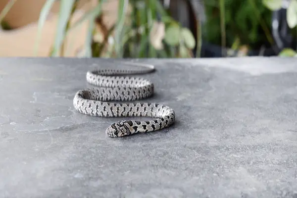 stock image A small poisonous snake viper crawls along a concrete surface, Close-up.