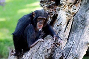 Maymun, makak, şempanze ağaçta oturuyor. Memeliler Vahşi Yaşam Hayvanı.