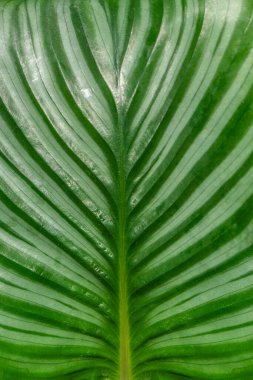 Calathea Orbifolia bitkisinin soyut yeşil çizgilerinin doğal deseni. Yakın plan beyaz çizgili. Fotoğraf kağıdı. Flora 'daki sıra dışı tasarımların incelikli güzelliği.