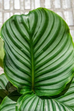 Calathea Orbifolia 'nın güzel yaprakları soyut parlak yeşil yaprakların doğal desenleriyle.