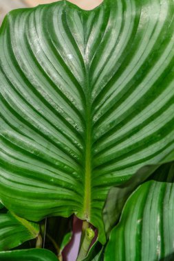 Calathea Orbifolia 'nın güzel yaprakları soyut parlak yeşil yaprakların doğal desenleriyle.