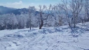 Karla kaplı ağaç dalları ve dağların arka planında kar yığınlarıyla kış ormanı manzarası.