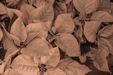 Poinsettia yapraklarının ve taç yapraklarının arka planı, 2025 yılının yılbaşı çiçeği, moka köpüğü, yumuşak kahverengi, kahve rengi