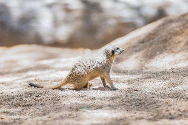 Gopher sits on the sand, watches. Mammals steppe animals of wild nature. clipart