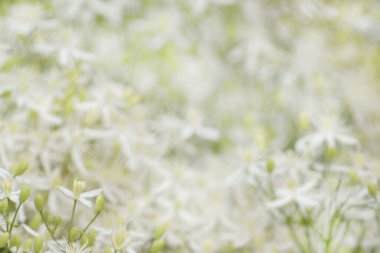 Floral spring background of fragrant white flowers of Clematis flammula or Sweet-souled Clematis with buds clipart