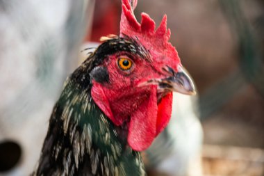 Kırmızı taraklı ve siyah tüylü bir horoz. Pticepheme 'de kuş gribi. Tavuk çiftçiliğinde düşüş. Enfeksiyon bulaşma tehdidi nedeniyle kuşların yok edilmesi