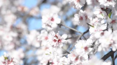 Narin kiraz çiçeklerinin yakın çekimi, açık mavi gökyüzüne karşı ağaç dallarında badem çiçekleri. Bahar mevsiminin sembolü. Ekran için rahatlama arkaplanı