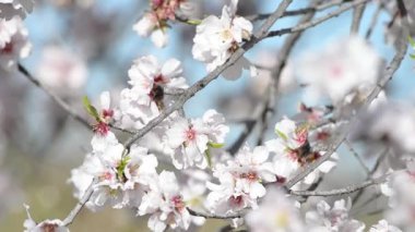 Çiçek açan kiraz ağaçları, uçan arılı badem çiçekleri ve bulanık bokeh ışıklarının arka planına yakın çekim. Baharın gelişinin sembolü. Ekran için rahatlama arkaplanı
