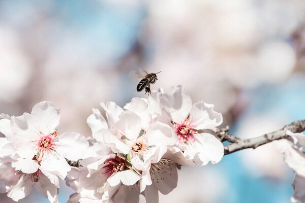 A bee hovering over cherry blossom, over almond tree flowers. The insect collects nectar. The disappearance of bees. Pollen and honey production. Apiary