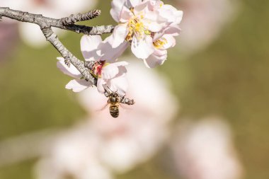 Badem ağacı çiçeklerinin üzerinde, kiraz çiçeklerinin üzerinde uçuşan bir arı. Böcek nektar toplar. Arıların kayboluşu. Polen ve bal üretimi. Apiary
