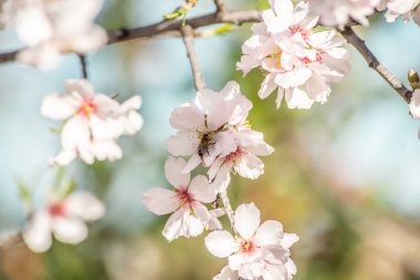 Badem ağacı çiçeklerinin üzerinde, kiraz çiçeklerinin üzerinde uçuşan bir arı. Böcek nektar toplar. Arıların kayboluşu. Polen ve bal üretimi. Apiary