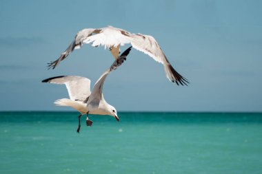 Muhteşem kanat açıklığına sahip iki martı açık gökyüzü ile turkuaz okyanusun üzerinde uçuyor. Deniz Su Dansı Havadaki Kuşlar