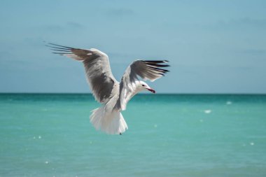 Martı, turkuaz okyanus zeminine karşı muhteşem kanat açıklığıyla uçuyor. Deniz Su Kuşu Havada Dans Et