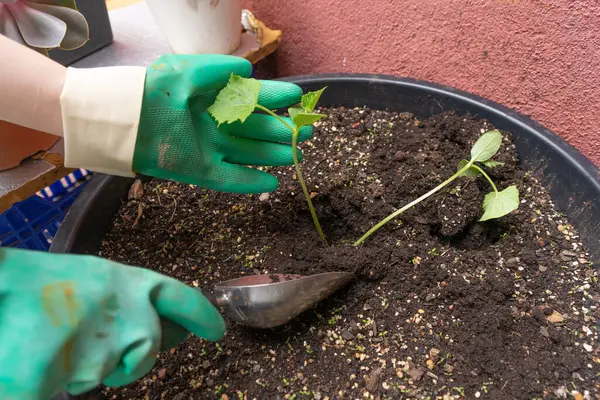 Eldivenli eller genç sebze fidelerini verimli topraklarla dolu bir konteynıra yerleştirmek için mala kullanıyor..