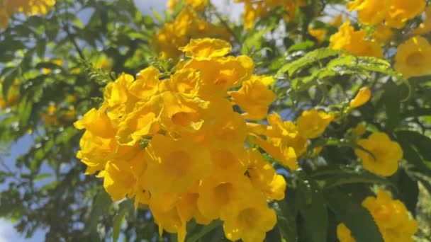 Czarujące Żółte Kwiaty Delikatnie Kołysane Przez Wiatr Zewnątrz Pszczołą Zwolnionym — Wideo stockowe