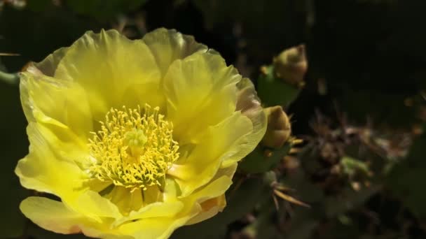 Piękne Zbliżenie Żółty Kwiat Kaktusa Zewnątrz Jest Delikatnie Kołysany Przez — Wideo stockowe