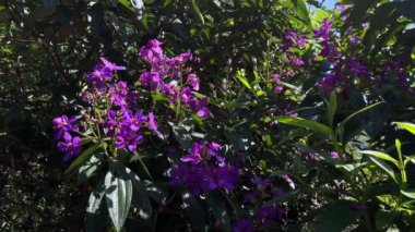 Mor çiçekli güzel bir bahçe. Atlantik Ormanı - Evet. Dünya Günü konsepti