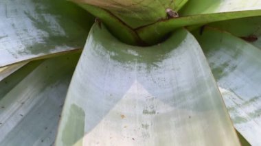 İmparatorluk Bromeliad 'ının güzel bir yakın çekimi yavaş çekimde yukarıdan görülüyor. Üst Manzara. Dünya Günü konsepti