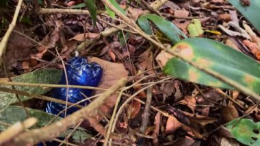 Brezilya 'daki Atlantik yağmur ormanlarından mavi plastik bir şişe alan bir gönüllüyü yakından çekiyoruz. Dünya Günü konsepti.