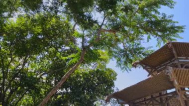 Ünlü Vista Chinesa bakış açısı 19. yüzyılın başlarında Brezilya 'ya çay ekimi getiren Çinlilere bir övgü niteliğindedir. Burası şehirde önemli bir turistik yerdir. Dünya Günü konsepti