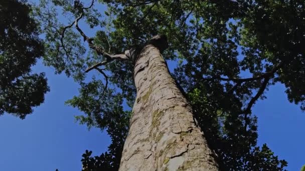Zbliżenie Bagażnika Drzewa Pokazuje Góry Dołu Niebieskim Niebem Dużą Ilością — Wideo stockowe