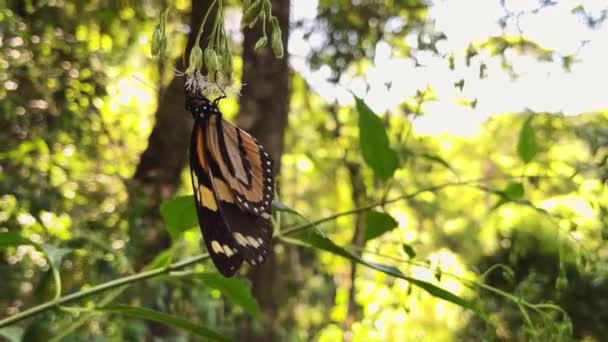 Zbliżenie Piękny Motyl Trzepocze Skrzydłami Podczas Ssania Nektaru Kwiatka Wspaniały — Wideo stockowe