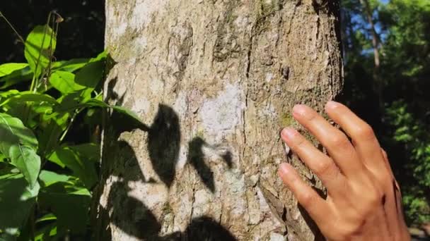 森の中の木の幹と幹に投影された葉の影に触れ 愛撫する女性の手のクローズアップ アースデイのコンセプト — ストック動画