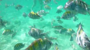 Bir grup balık, kristal berrak suda hızla ve kameraya yakın bir şekilde yüzüyor.