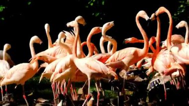 Flamingolar gölette