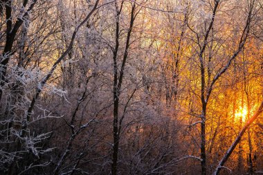 Güzel bir günaydın duvar kağıdı.