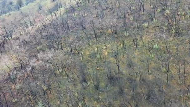 Letecký Pohled Horu Hořícím Lesem Legaria Navarre Španělsko Evropa — Stock video