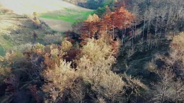 Vista Aérea Uma Montanha Com Uma Floresta Queimada Legaria Navarra — Vídeo de Stock